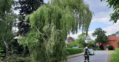 T1: Baum auf Straße in Beppen